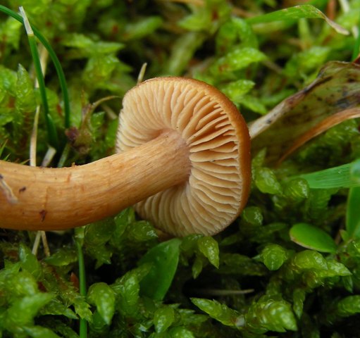 Escursione a 1500/1800,tanti funghi